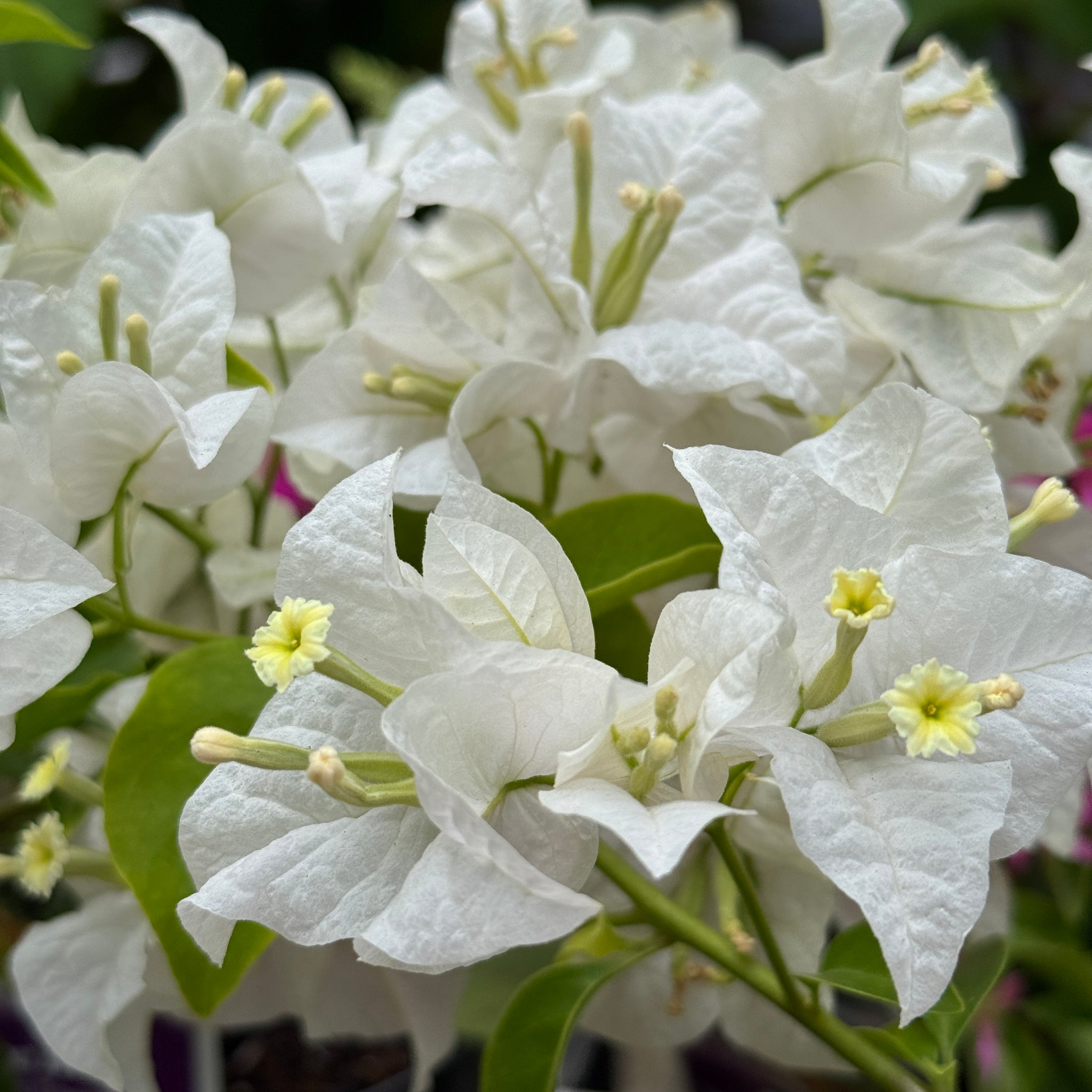 Bougainvillea Bambino Beesnees - 14cm Pot
