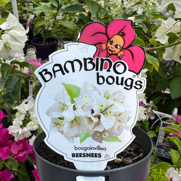 Bougainvillea Bambino Beesnees - 14cm Pot