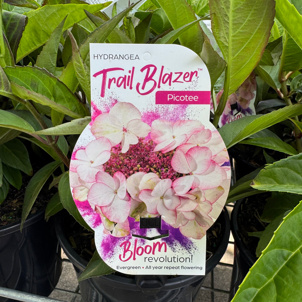 Hydrangea Trail Blazer Picotee - 20cm Pot