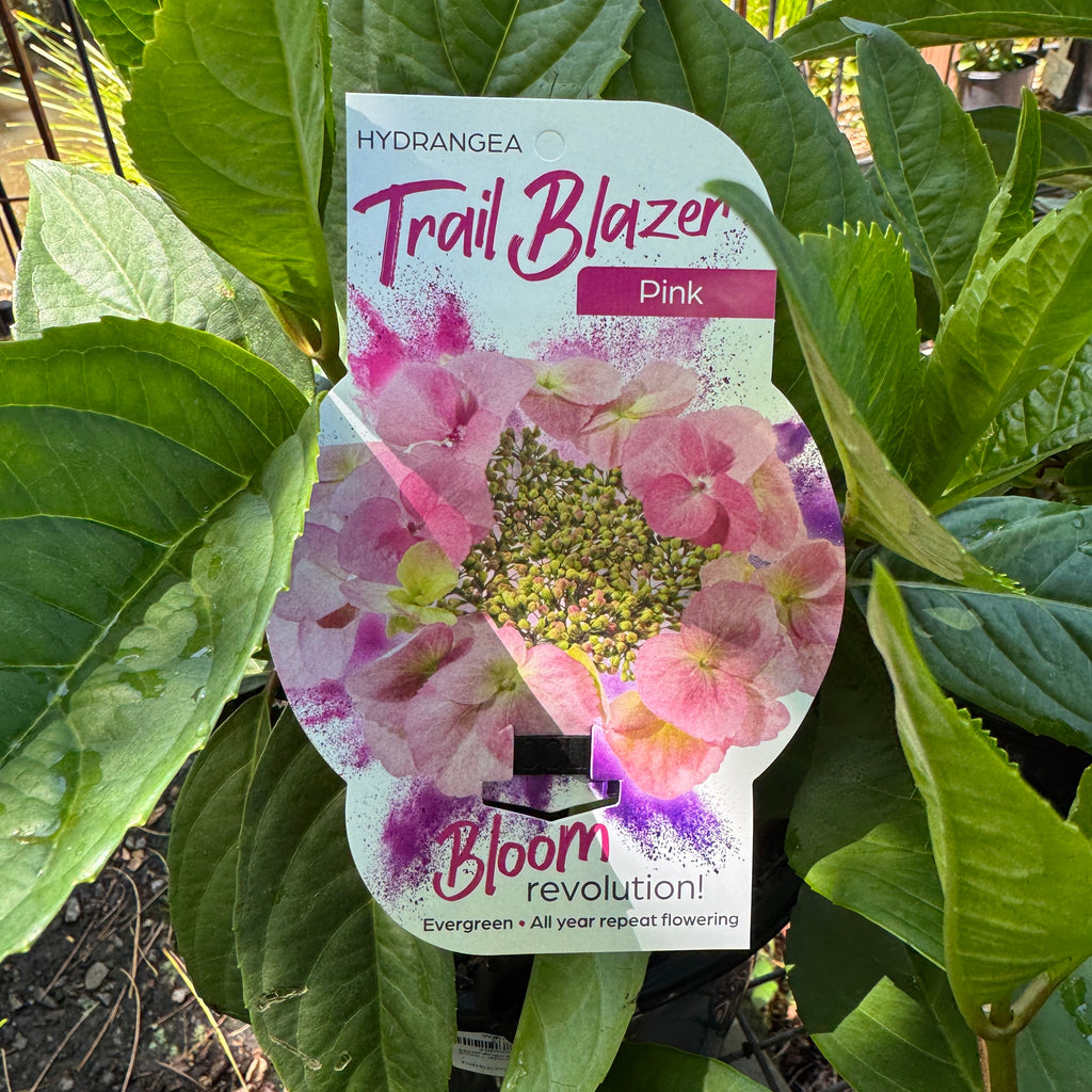Hydrangea Trail Blazer Pink - 20cm Pot