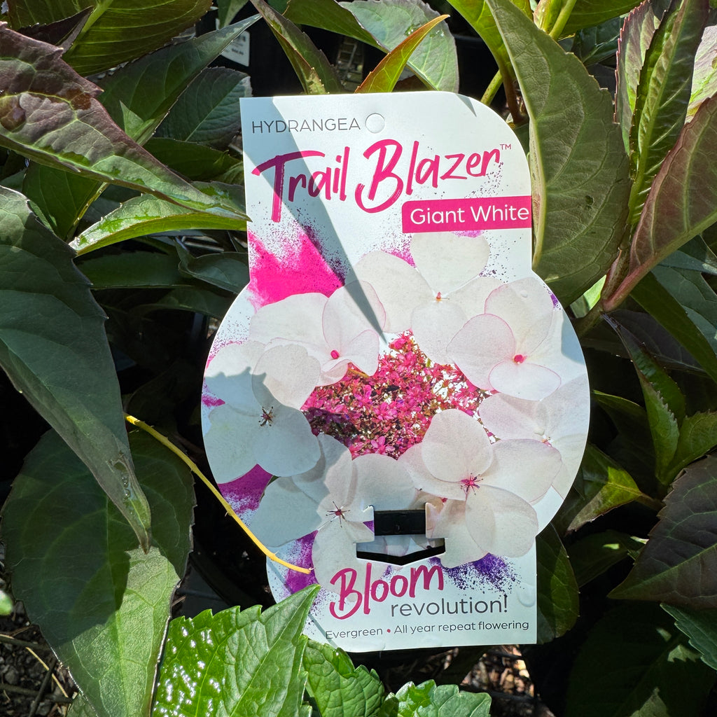 Hydrangea Trail Blazer White - 20cm Pot