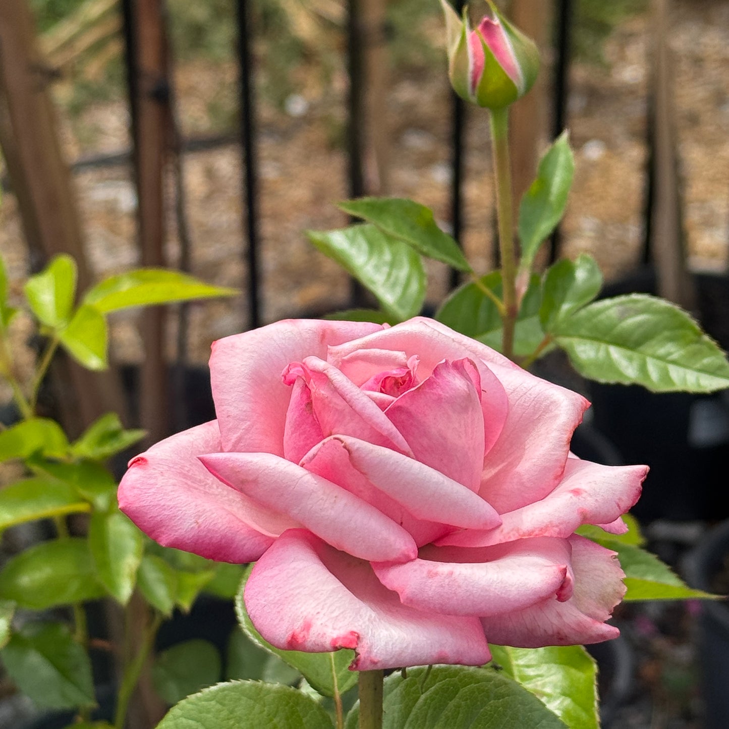 Bush Rose Wedding Bells - 20cm Pot