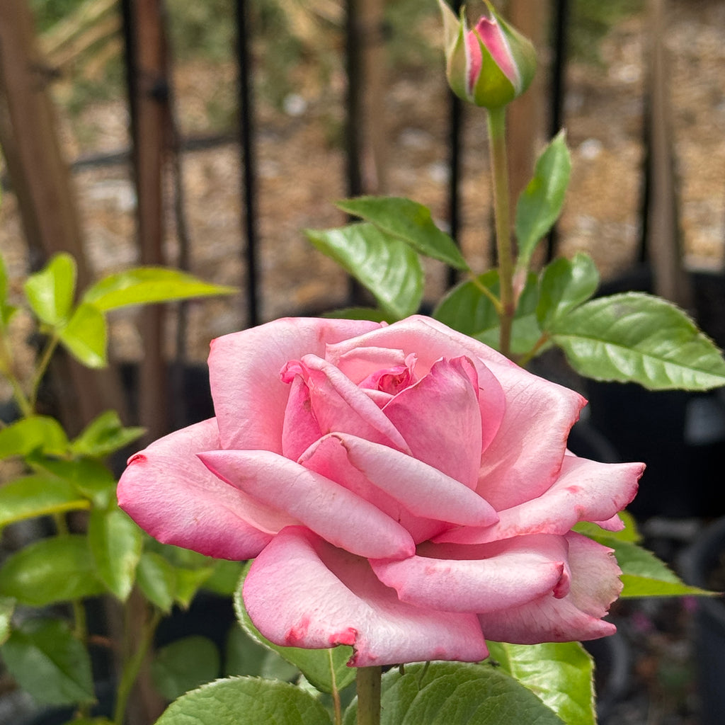 Bush Rose Wedding Bells - 20cm Pot