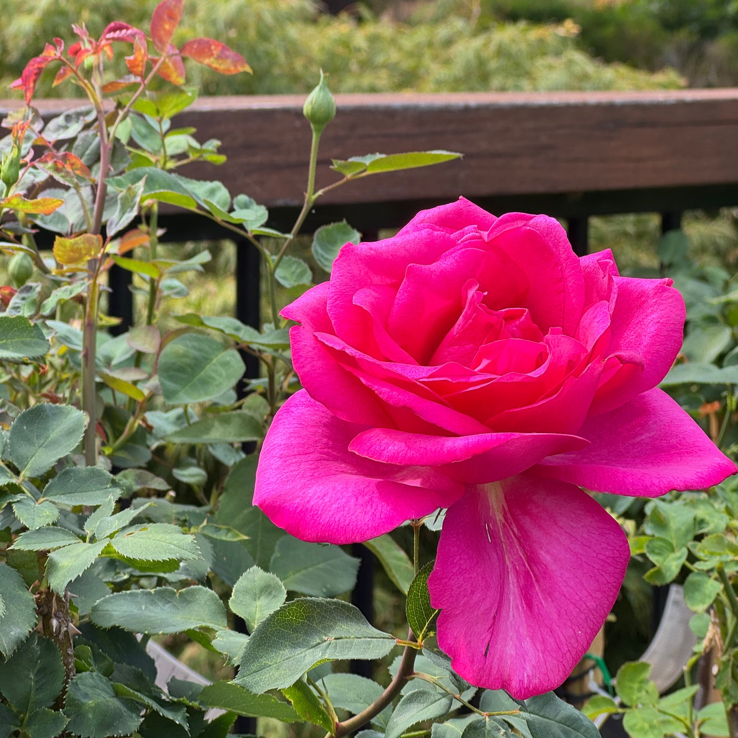 Standard Rose Parole - 90cm/3ft | 20cm Pot