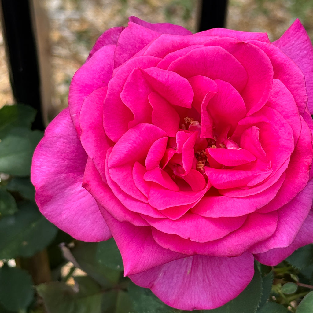 Standard Rose Parole - 90cm/3ft | 20cm Pot