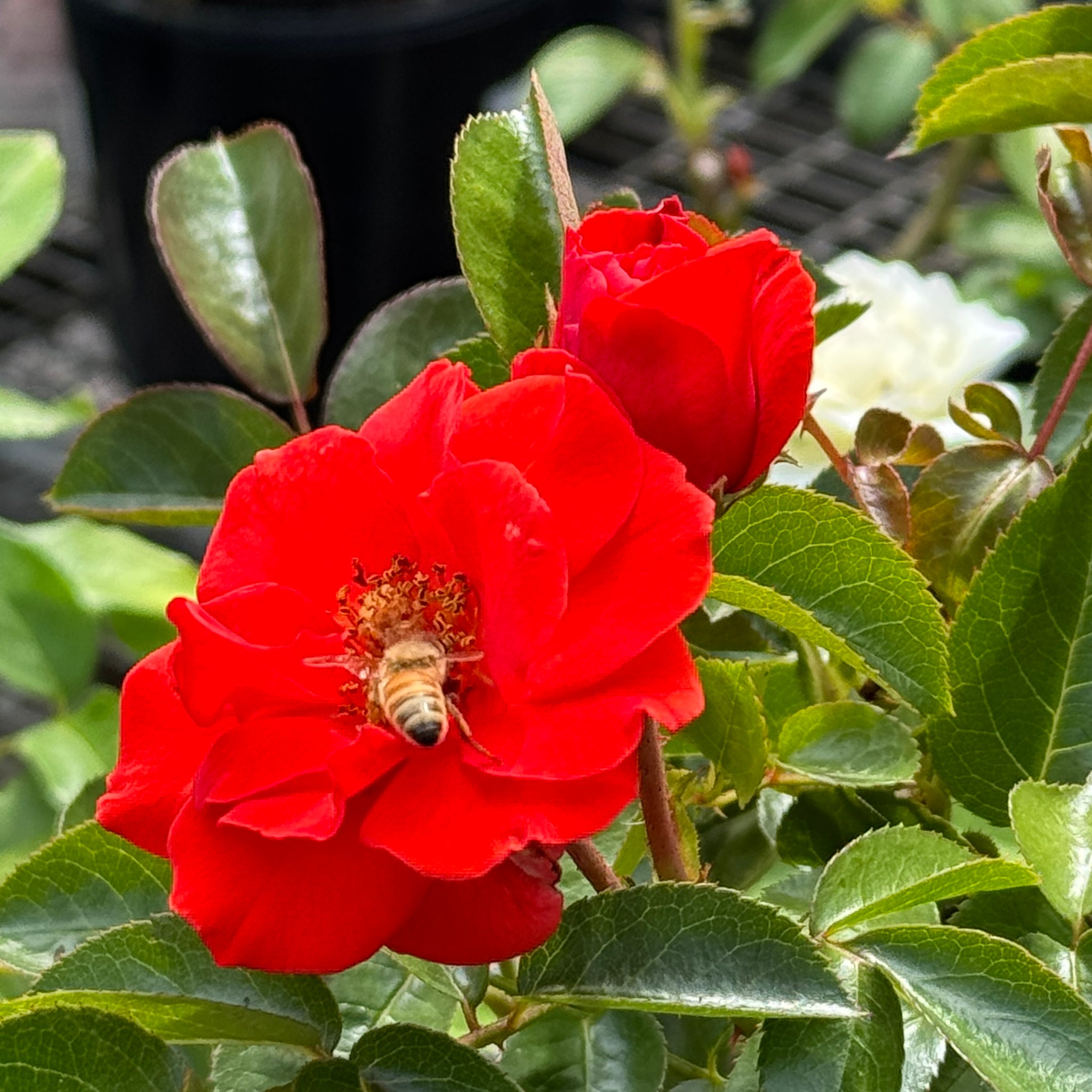 Bush Rose Hot Chocolate - 20cm Pot