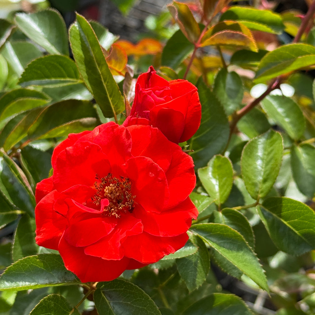 Bush Rose Hot Chocolate - 20cm Pot