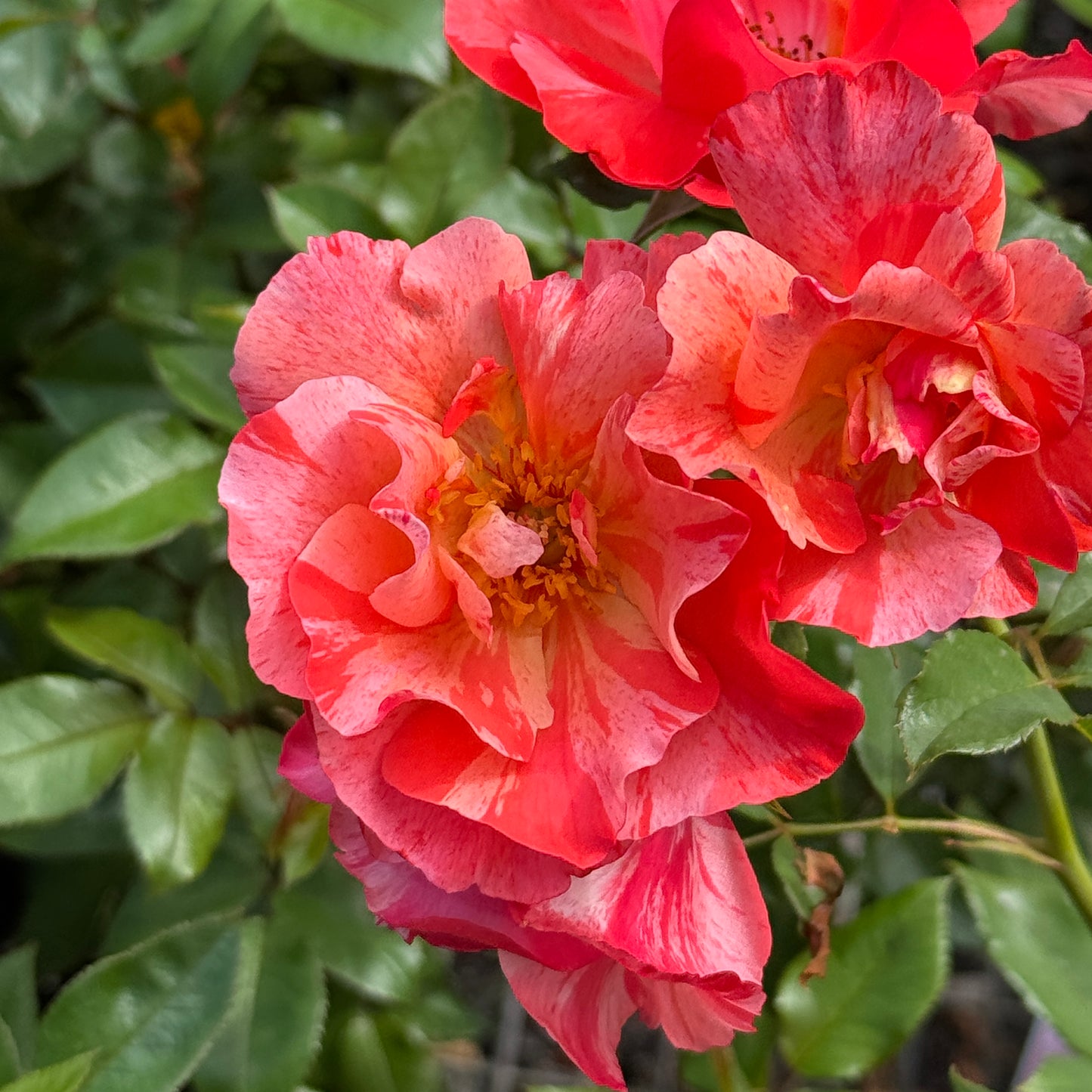 Delbard Rose Grimaldi - 20cm Pot