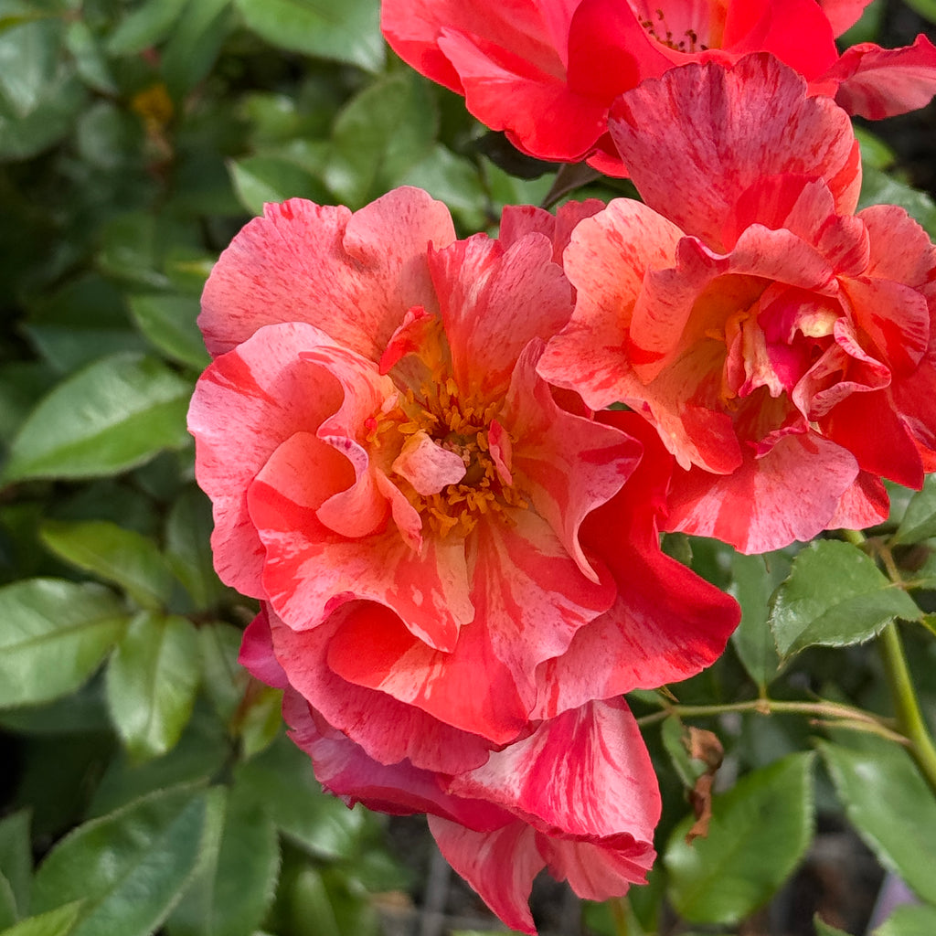 Delbard Rose Grimaldi - 20cm Pot