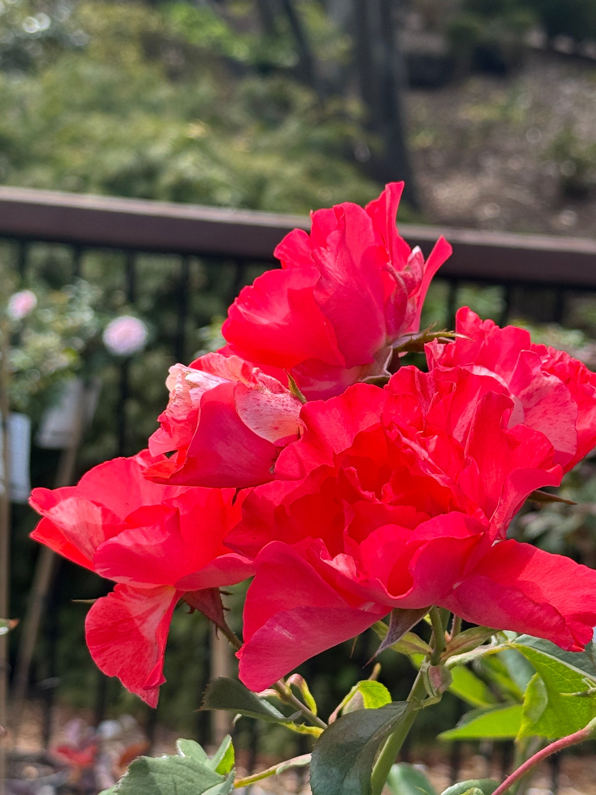 Delbard Rose Grimaldi - 20cm Pot