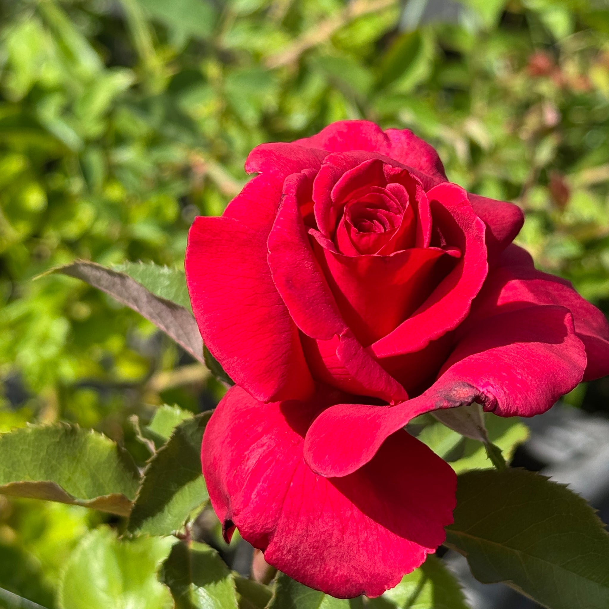 Bush Rose Fire Fighter - 20cm Pot