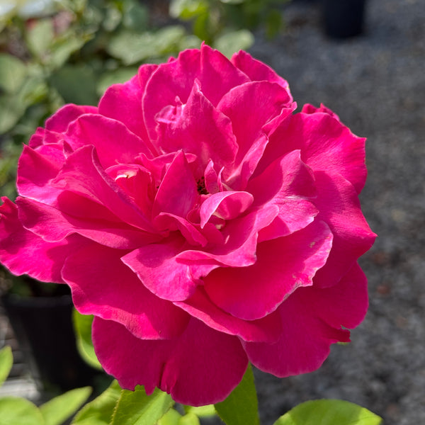 Bush Rose Best Friend - 20cm Pot