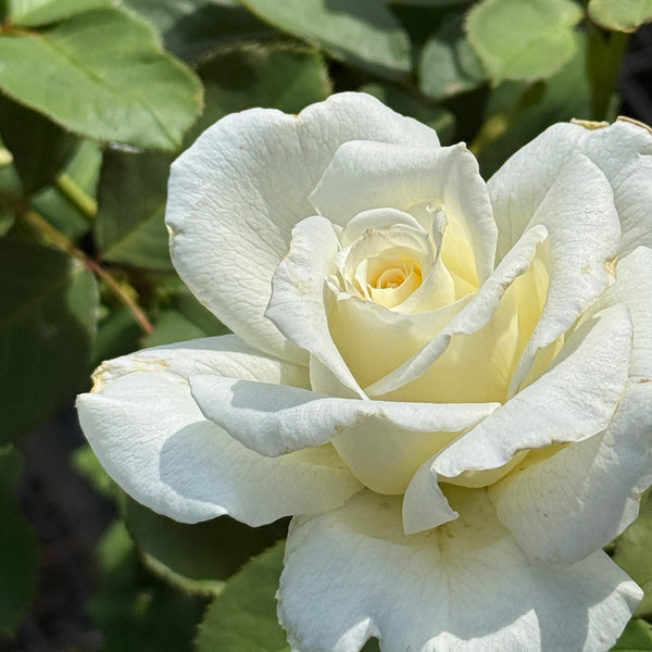 Bush Rose Pope John Paul - 20cm Pot