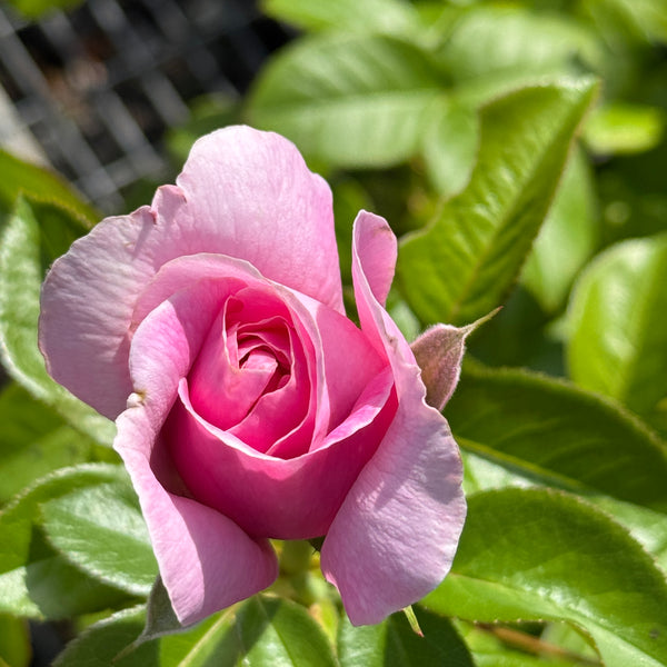 Bush Rose Only You - 20cm Pot