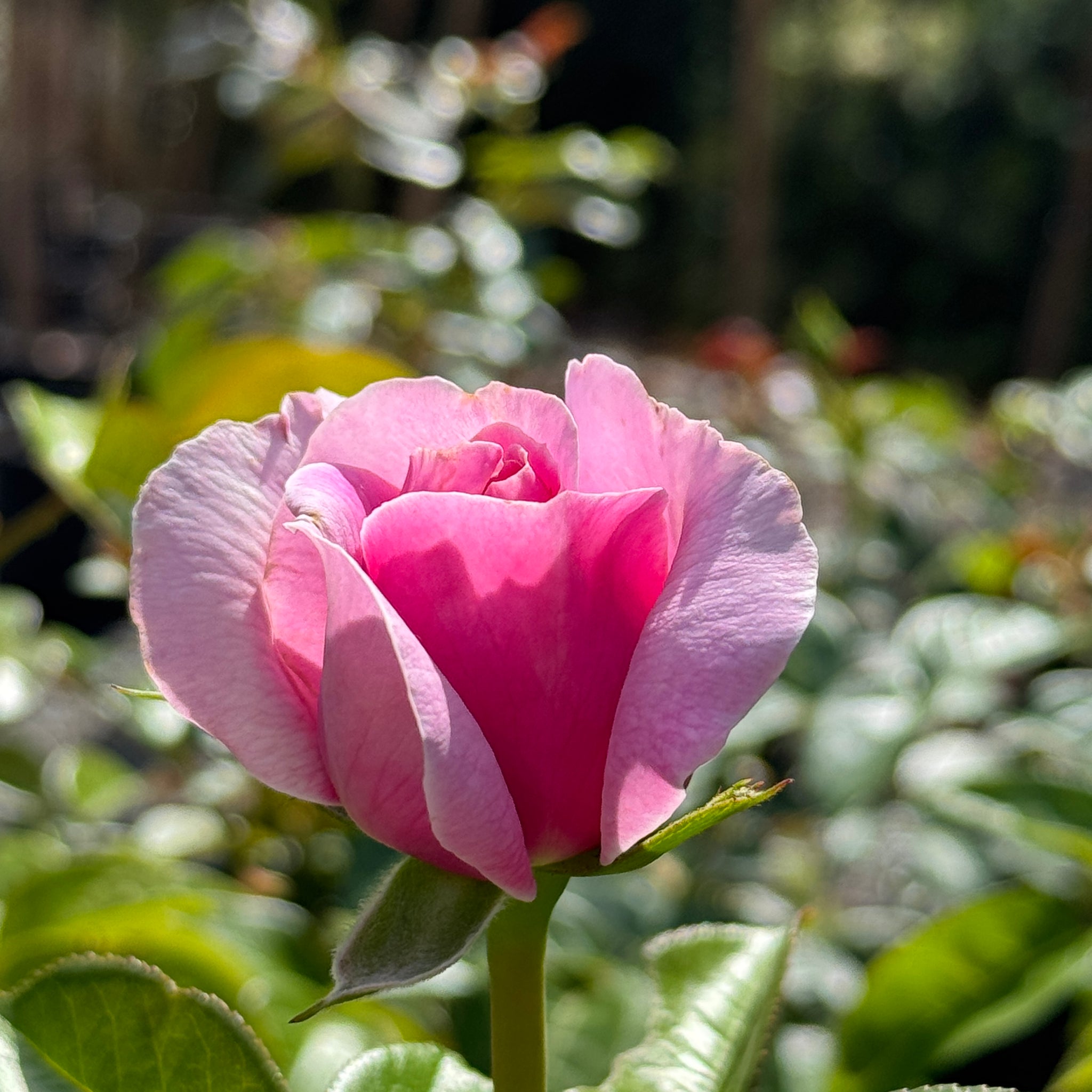 Bush Rose Only You - 20cm Pot
