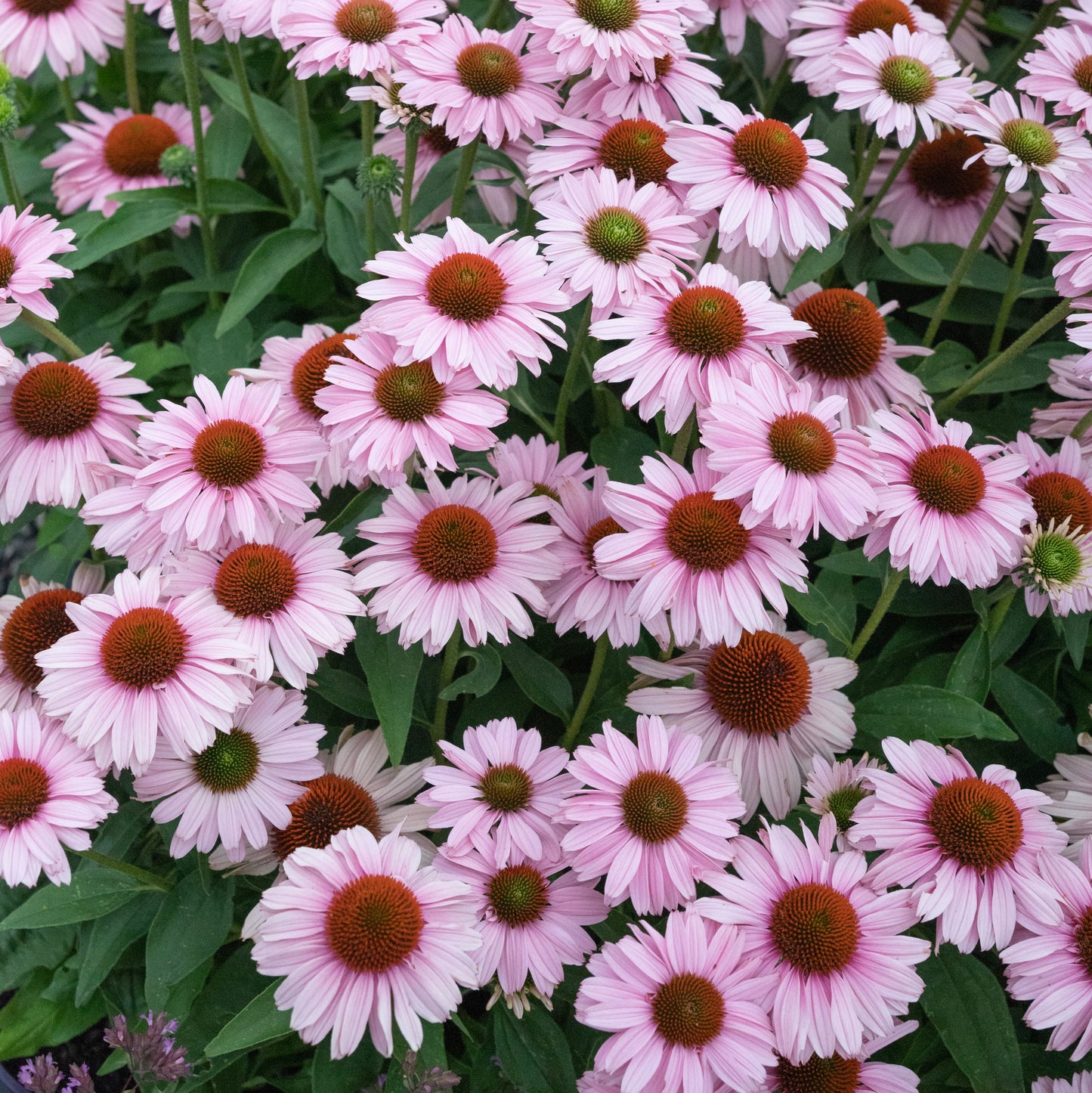 Echinacea Blush Sunseekers - 14cm Pot