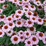 Echinacea Blush Sunseekers - 14cm Pot