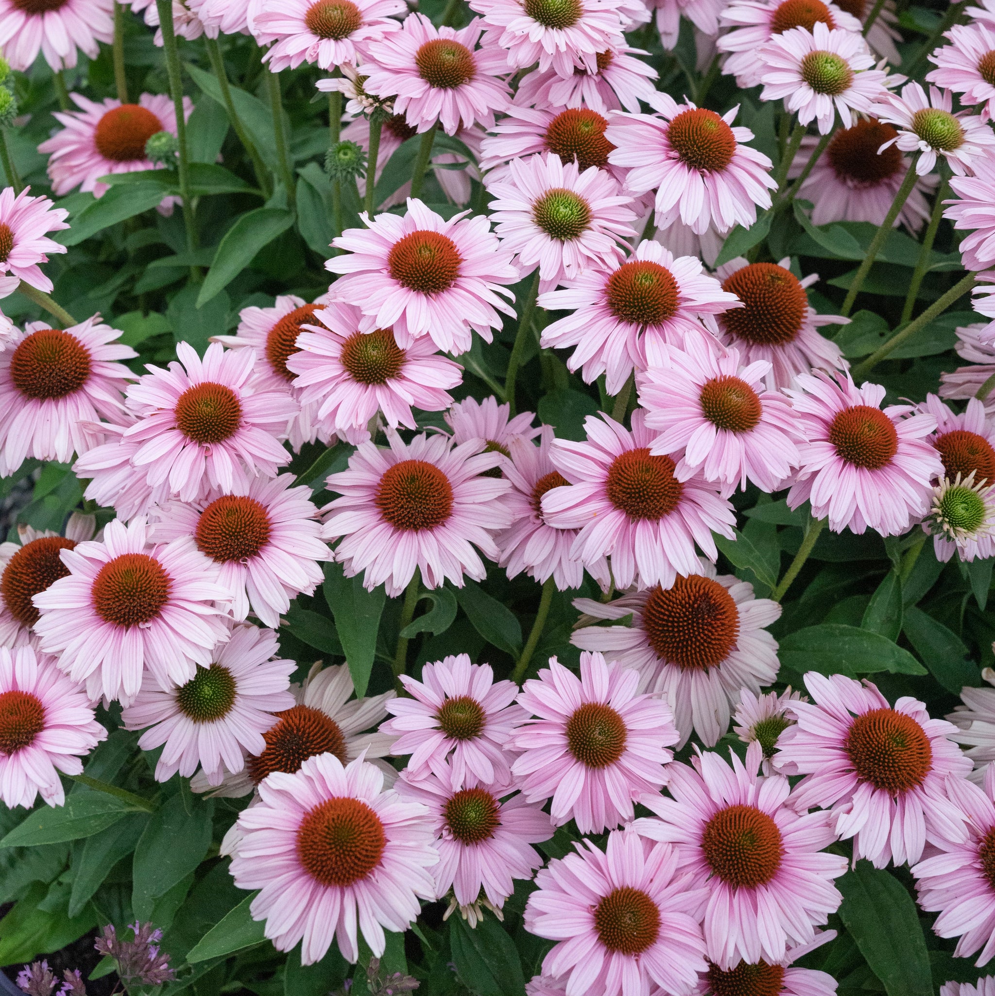 Echinacea Blush Sunseekers - 14cm Pot