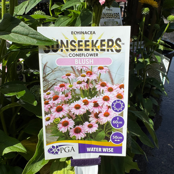 Echinacea Blush Sunseekers - 14cm Pot