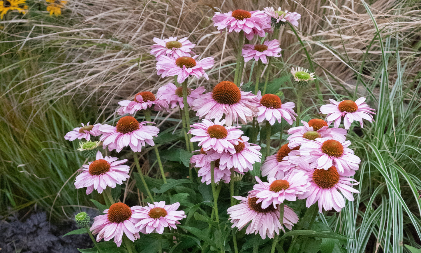 Echinacea Blush Sunseekers - 14cm Pot