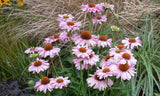 Echinacea Blush Sunseekers - 14cm Pot