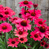 Echinacea Carmine Sunseekers - 14cm Pot