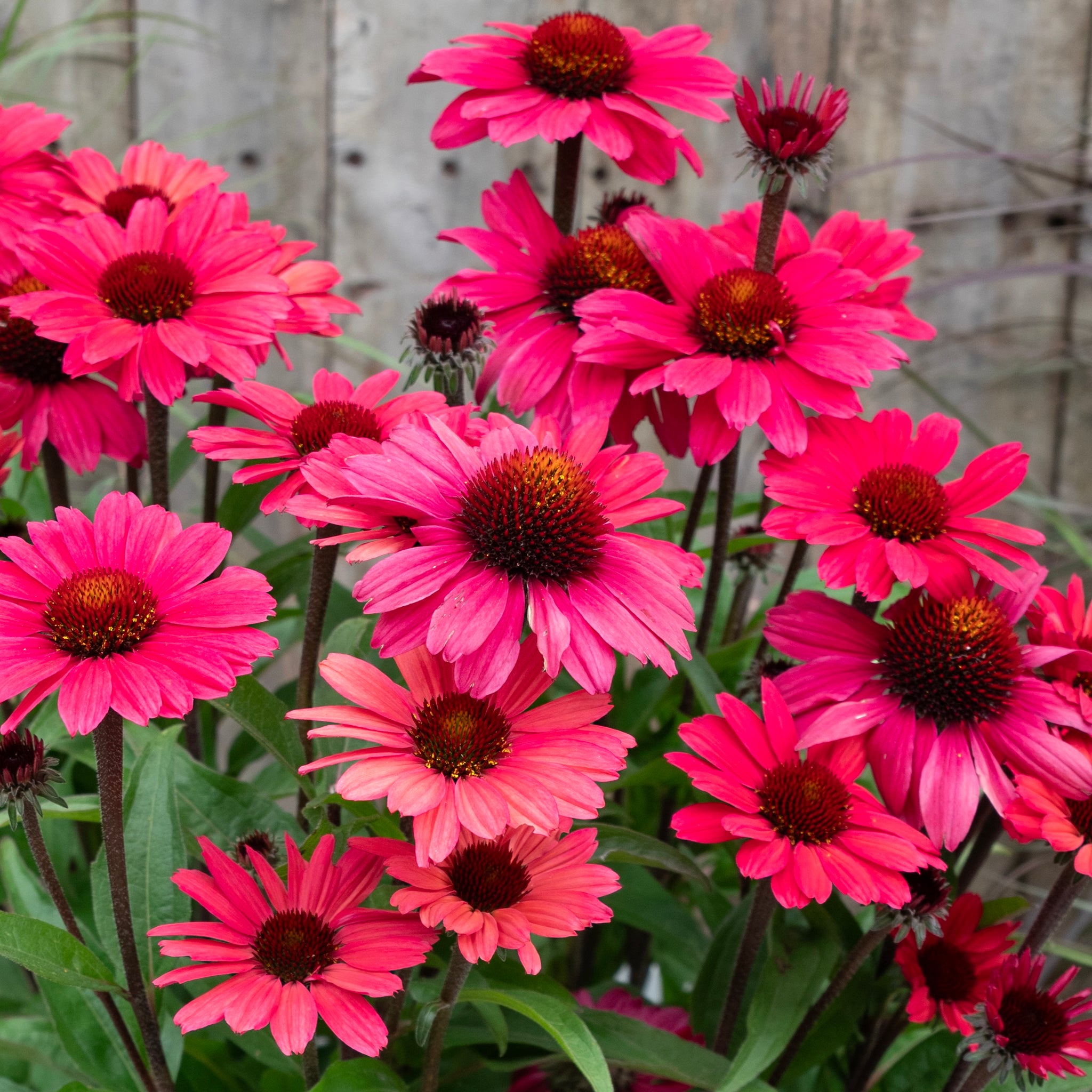 Echinacea Carmine Sunseekers - 14cm Pot