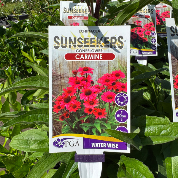 Echinacea Carmine Sunseekers - 14cm Pot