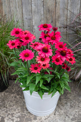 Echinacea Carmine Sunseekers - 14cm Pot