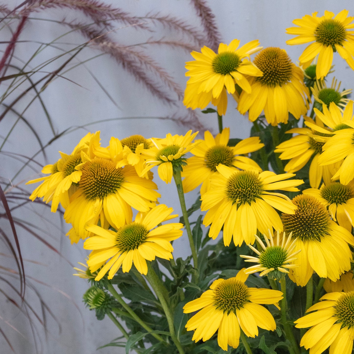 Echinacea Citrus Sunseekers - 14cm Pot