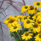 Echinacea Citrus Sunseekers - 14cm Pot