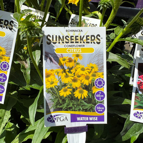 Echinacea Citrus Sunseekers - 14cm Pot