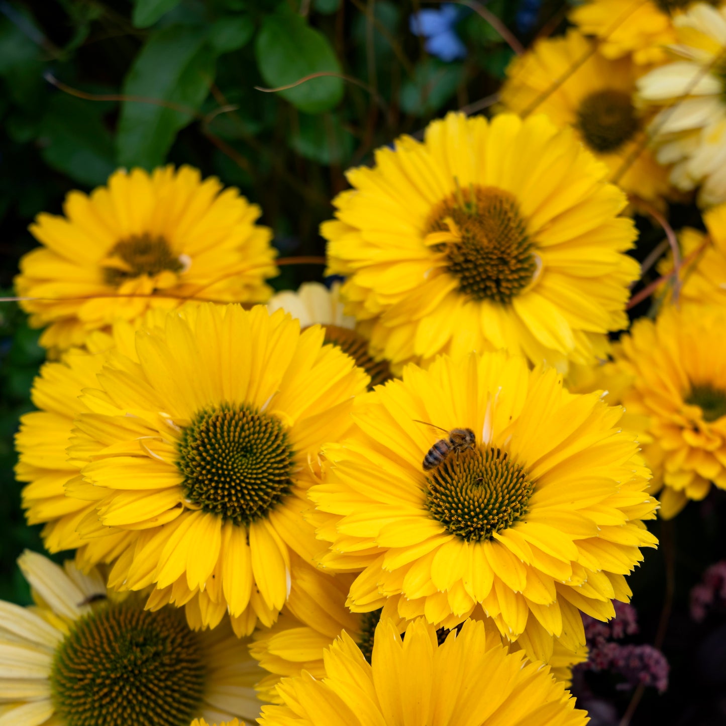 Echinacea Golden Sun Sunseekers - 14cm Pot