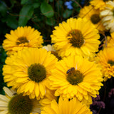 Echinacea Golden Sun Sunseekers - 14cm Pot