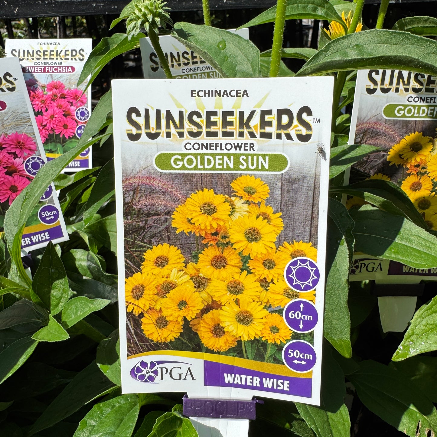 Echinacea Golden Sun Sunseekers - 14cm Pot