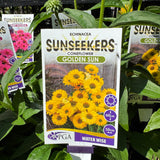 Echinacea Golden Sun Sunseekers - 14cm Pot