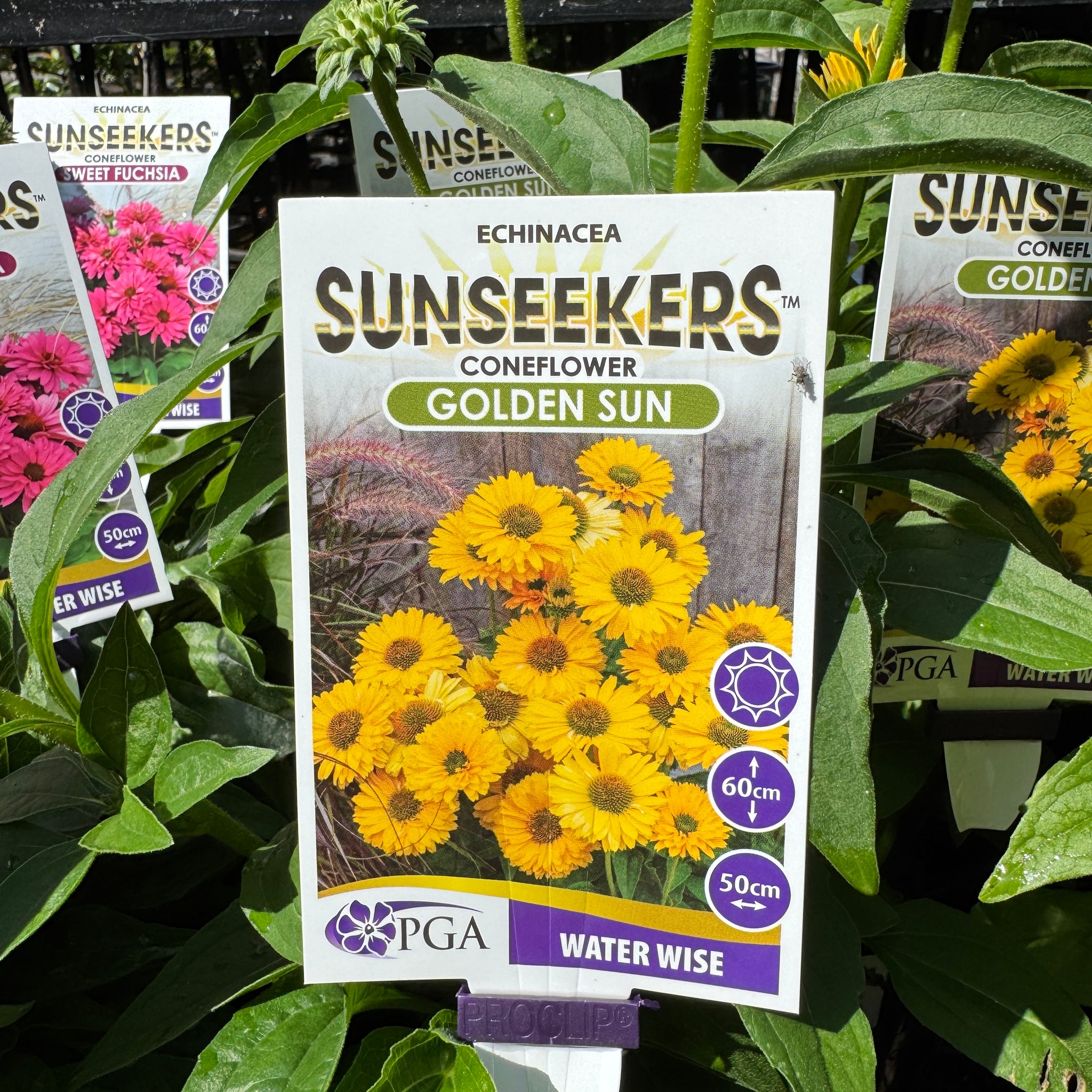 Echinacea Golden Sun Sunseekers - 14cm Pot