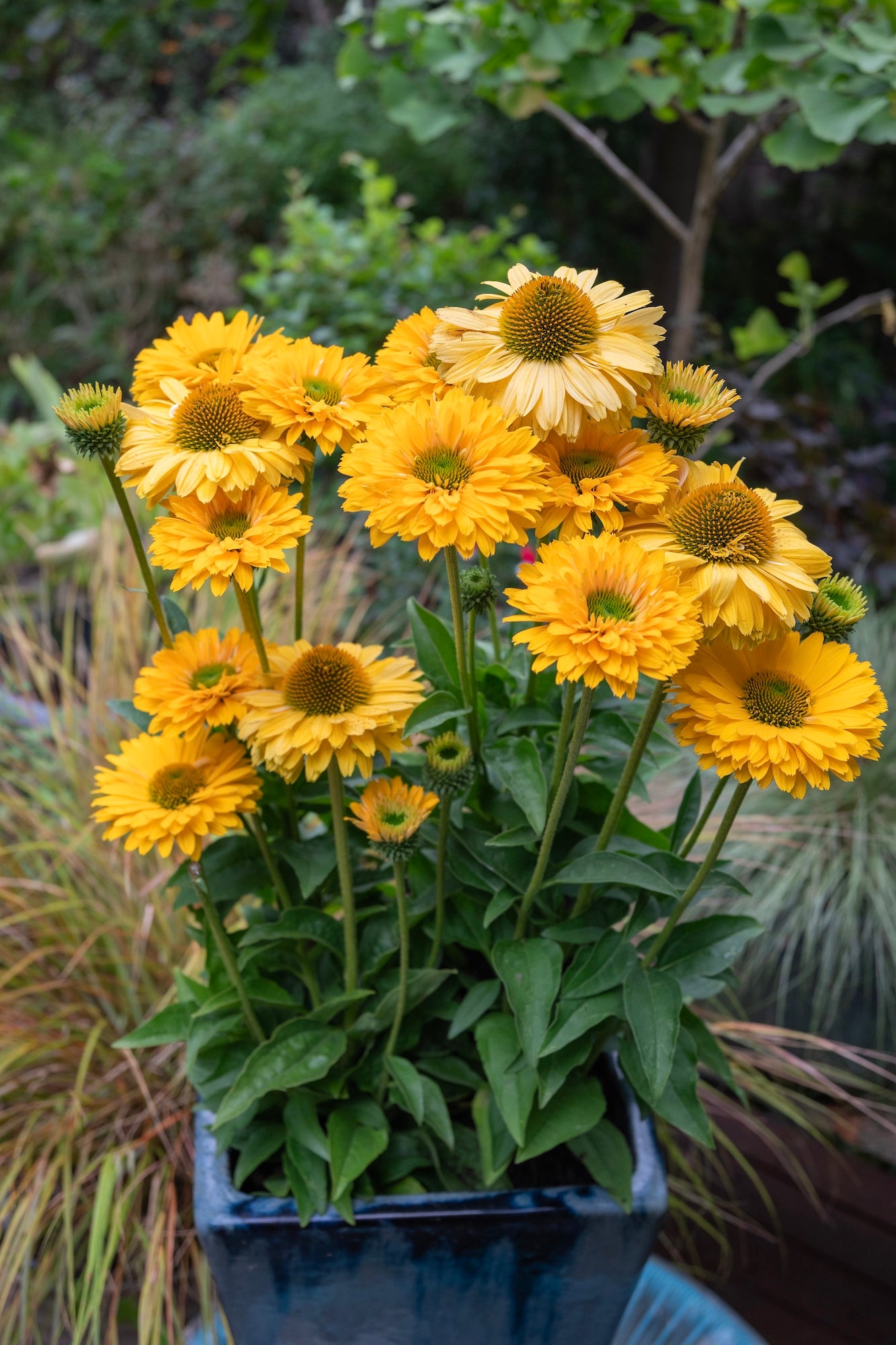 Echinacea Golden Sun Sunseekers - 14cm Pot