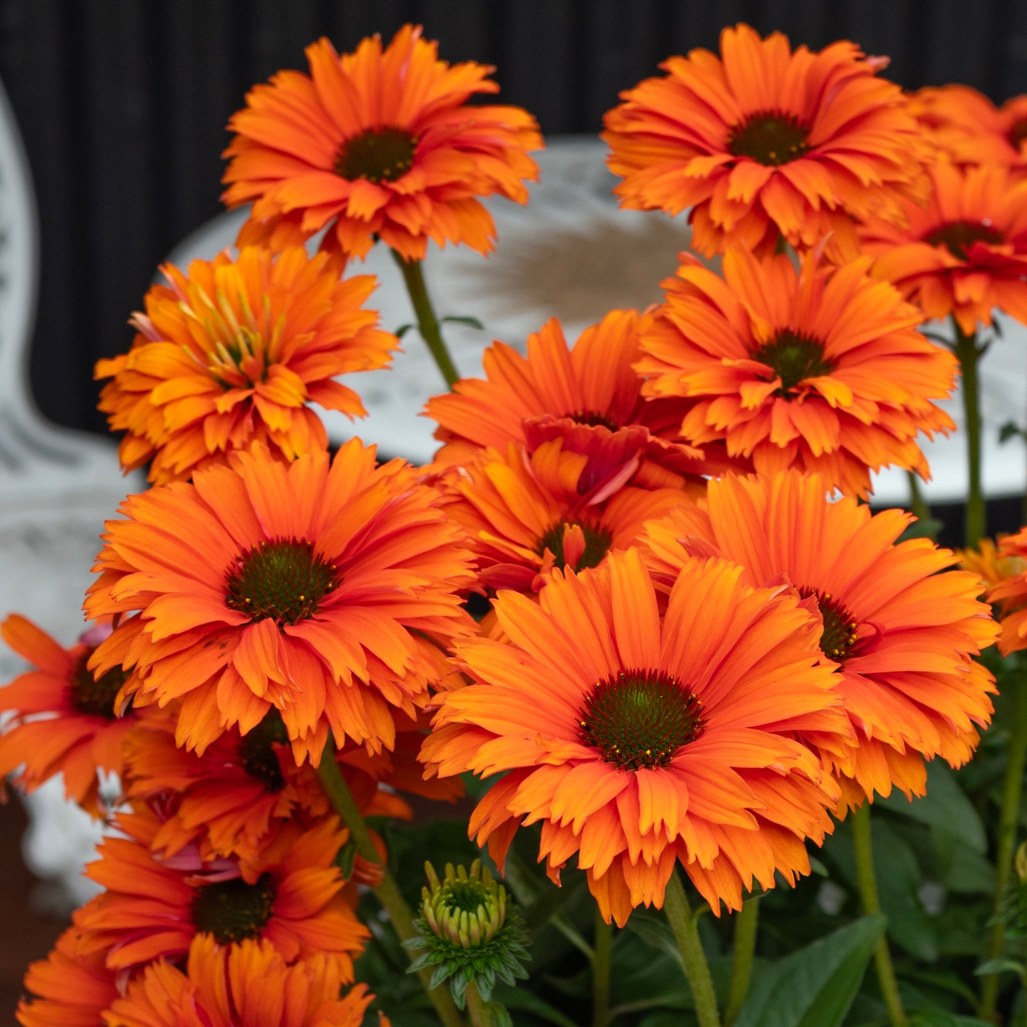 Echinacea Mineola Sunseekers - 14cm Pot