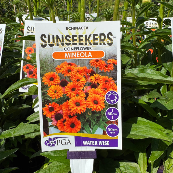 Echinacea Mineola Sunseekers - 14cm Pot