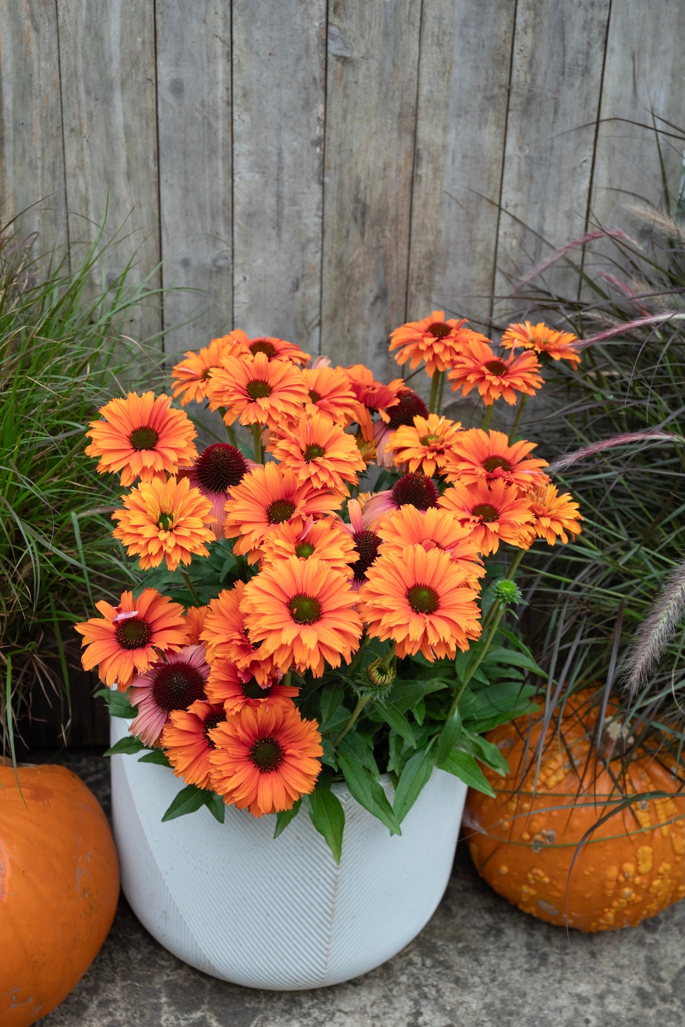 Echinacea Mineola Sunseekers - 14cm Pot