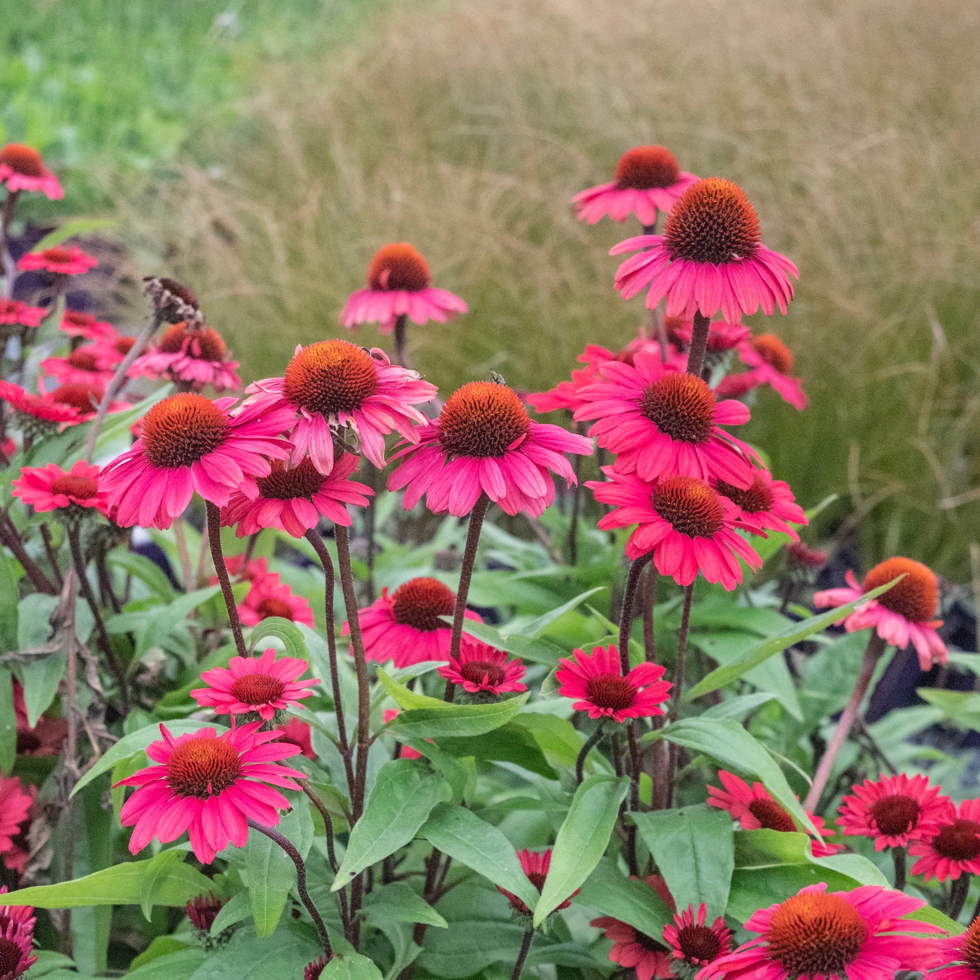 Echinacea Pomegranate Sunseekers - 14cm Pot