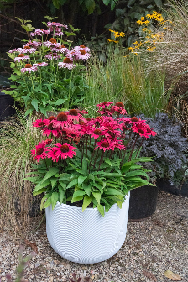 Echinacea Pomegranate Sunseekers - 14cm Pot