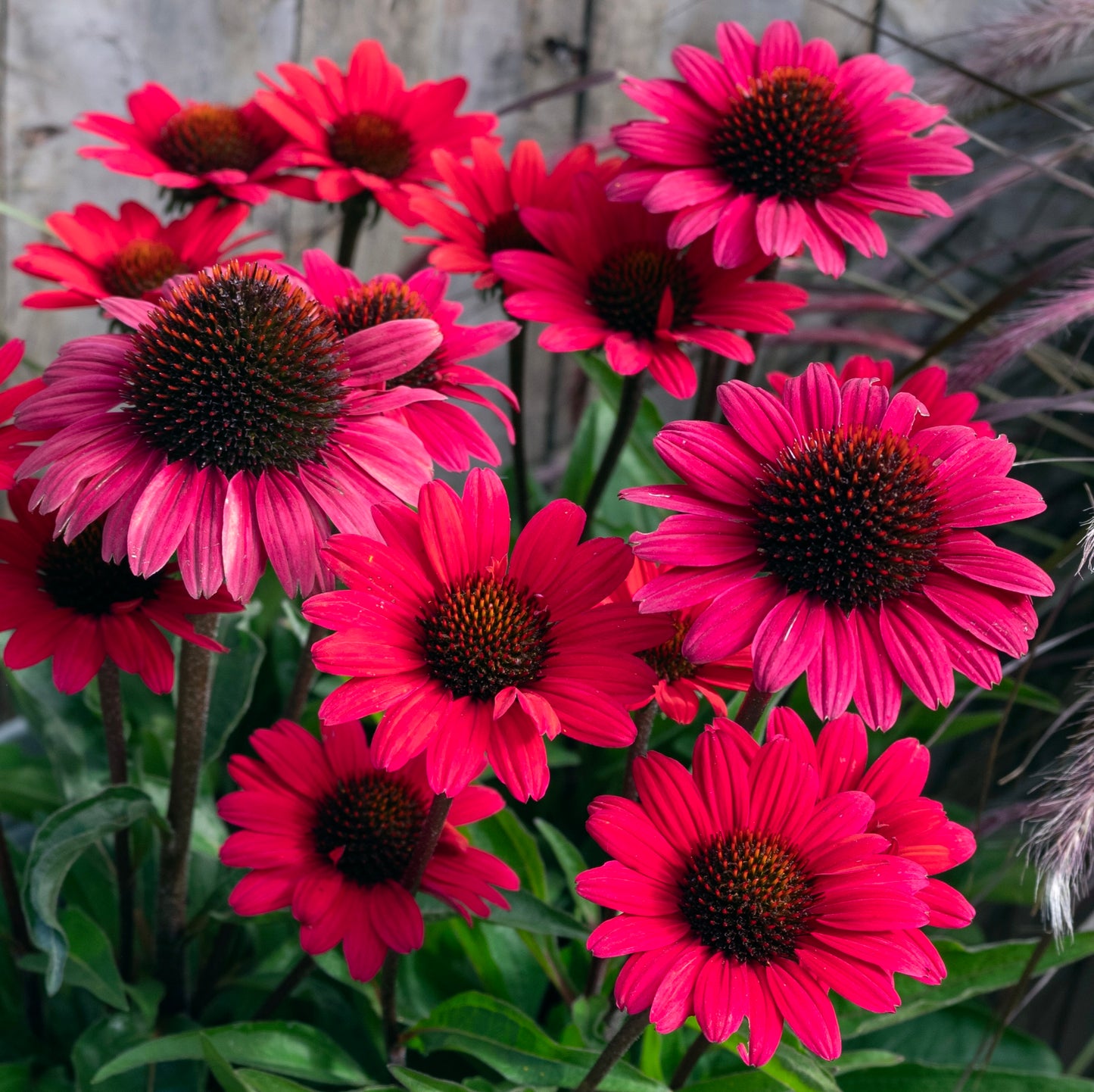 Echinacea Scarlet Sunseekers - 14cm Pot