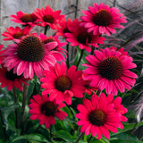 Echinacea Scarlet Sunseekers - 14cm Pot