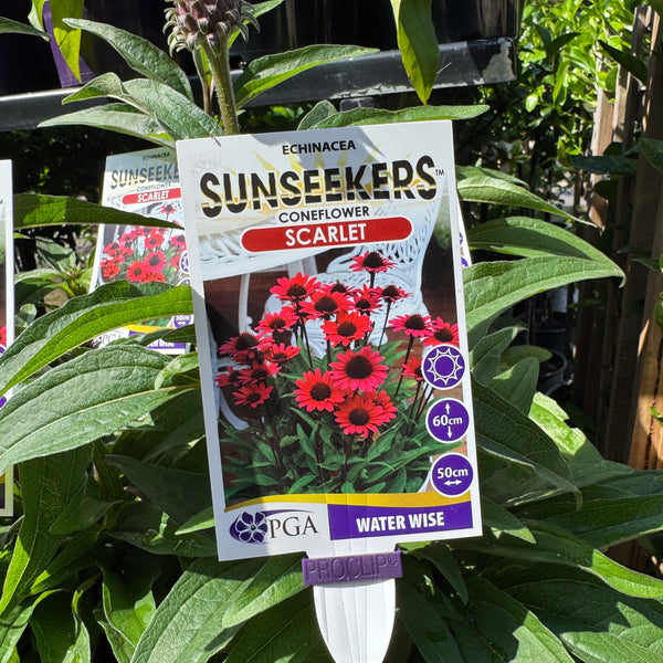 Echinacea Scarlet Sunseekers - 14cm Pot
