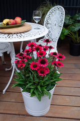 Echinacea Scarlet Sunseekers - 14cm Pot