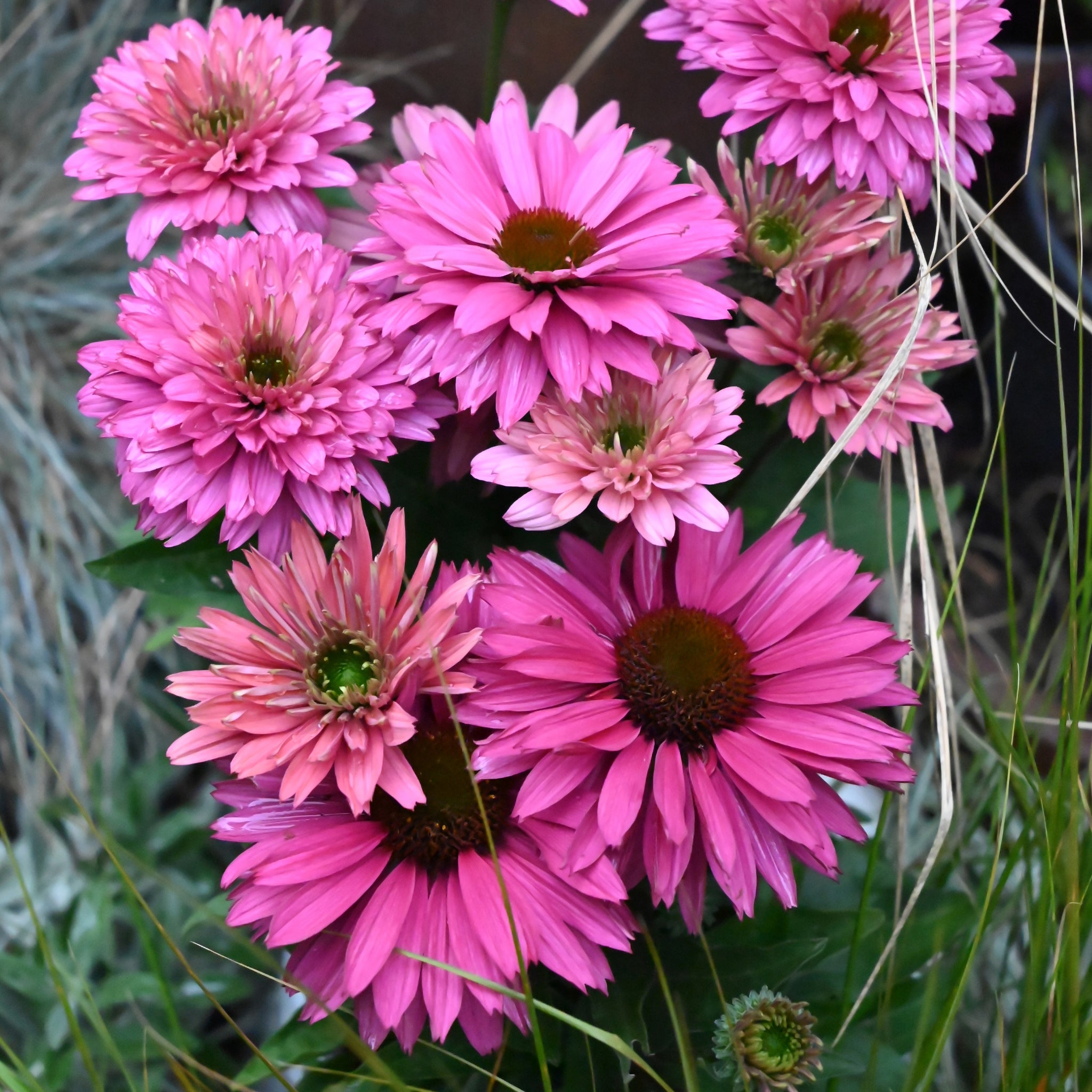 Echinacea Sweet Fuchsia Sunseekers - 14cm Pot