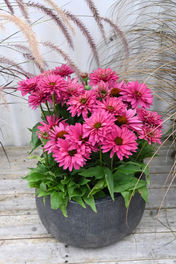 Echinacea Sweet Fuchsia Sunseekers - 14cm Pot