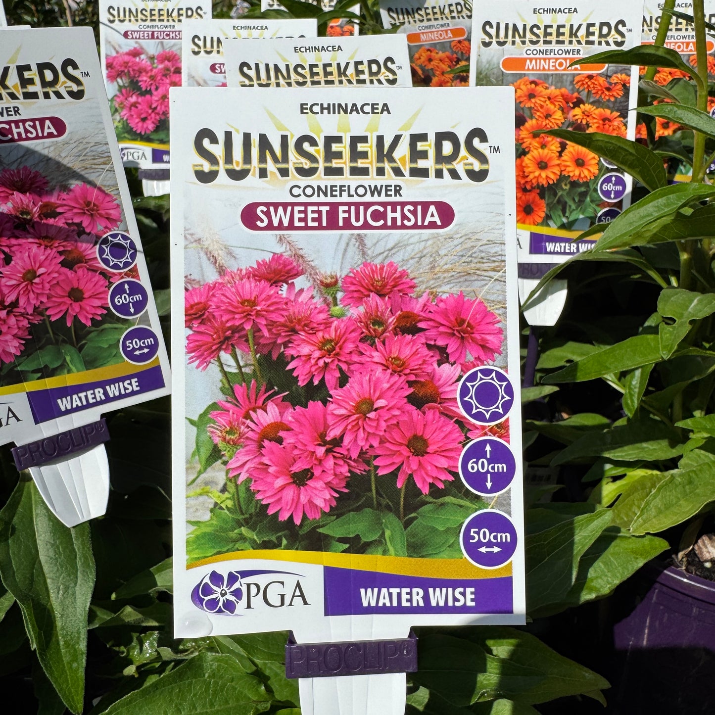 Echinacea Sweet Fuchsia Sunseekers - 14cm Pot